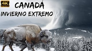 Canadá Salvaje: Invierno