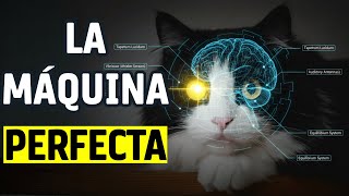 El Gato: Máquina Perfecta