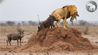 Perros Salvajes Africanos