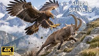 Suiza Salvaje: Depredadores