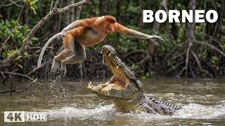 Misterios de Borneo