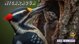 Nicaragua: Aves Maravillosas