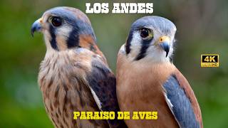 Los Andes: Paraíso Aves