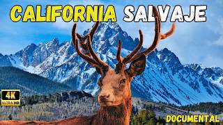 California Salvaje