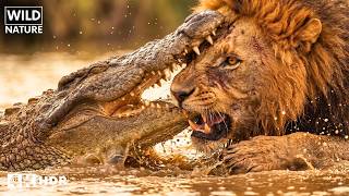 Savana brutale: animali che resistono