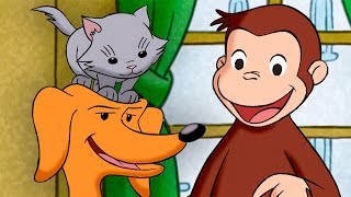 George: Gatinho