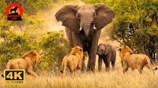 Savana: mães selvagens