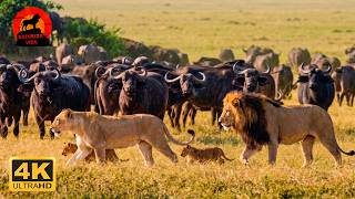 Leões da savana