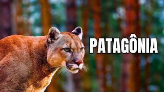 Patagônia Selvagem
