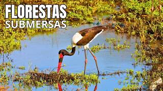 Florestas Submersas