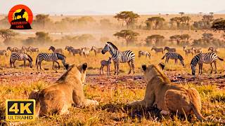 Serengeti selvagem