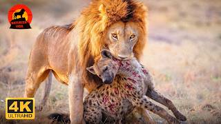 Savana: leão e hiena
