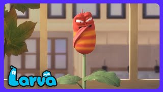 Larva: Zauberbohnen