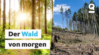 Waldsterben verhindern