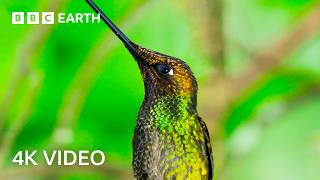 Attenborough Creatures