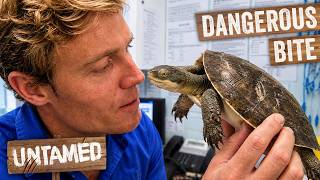Turtle Rescue