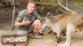 Australian Native Animals