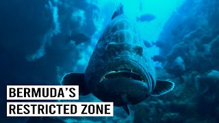 Giant Fish Gathering