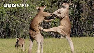 Greatest Animal Fights
