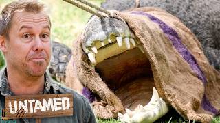 Animal Dental Emergencies