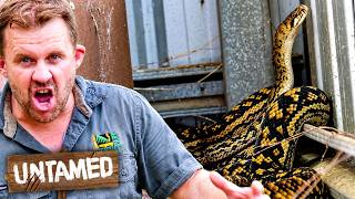 Australian Snake Rescues