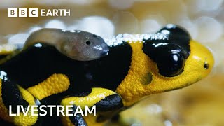 Nature Scenes Live