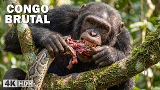 Congo brutal