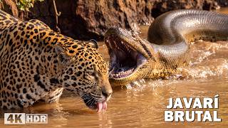 Javarí brutal